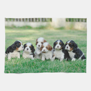Cavalier King Charles Spaniel Welpen Geschirrtuch