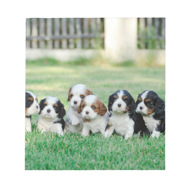Cavalier King Charles Spaniel Welpen Notizblock (Vorderseite)