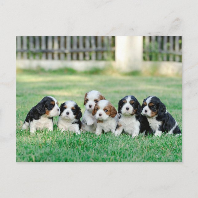 Cavalier King Charles Spaniel Welpen Postkarte (Vorderseite)