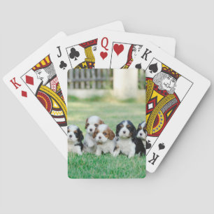 Cavalier King Charles Spaniel Welpen Spielkarten