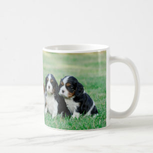 Cavalier King Charles Spaniel Welpen Tasse