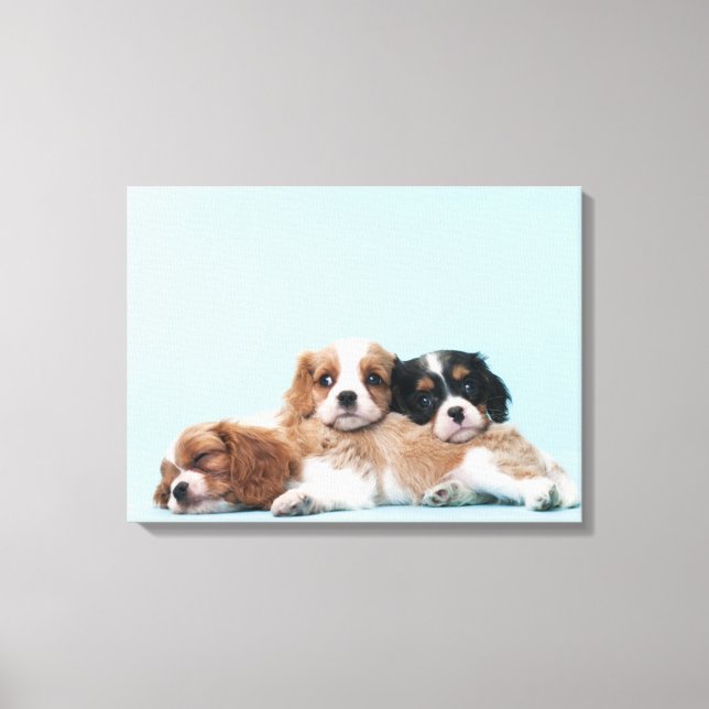 Cavalier King Charles Spaniel Welppies Leinwanddruck (Vorderseite)