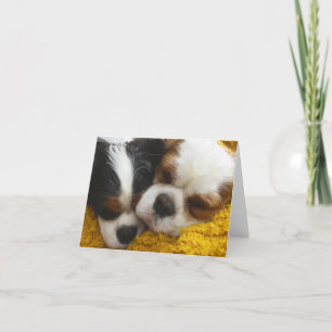 Cavalier King Charles Spaniels Blank Note Card Karte