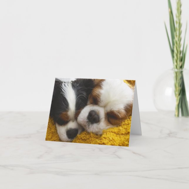 Cavalier King Charles Spaniels Blank Note Card Karte (Vorderseite)