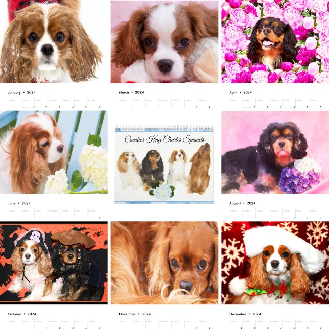 Cavalier King Charles Spaniels Kalender (Von Creator hochgeladen)
