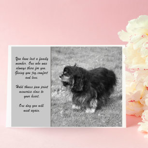 Cavalier King Charles Sympathie Grußkarte Karte