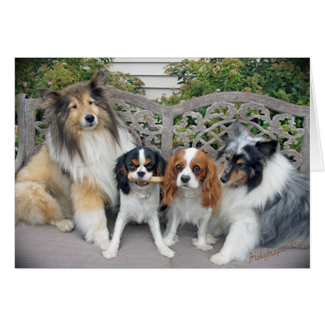 Cavalier King Charles und Shelties (Vorderseite (Horizontal))