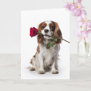 Cavalier King Charles Valentine – Zarte Liebe Karte