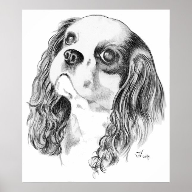 Cavalier King Charles Zeichnend Poster (Vorne)