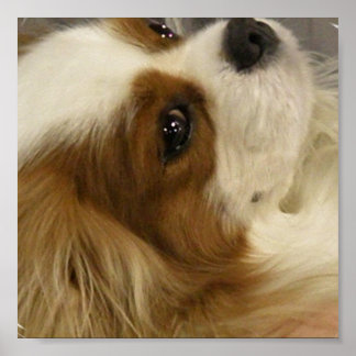 Cavalier King Charlies Spaniel Print Poster