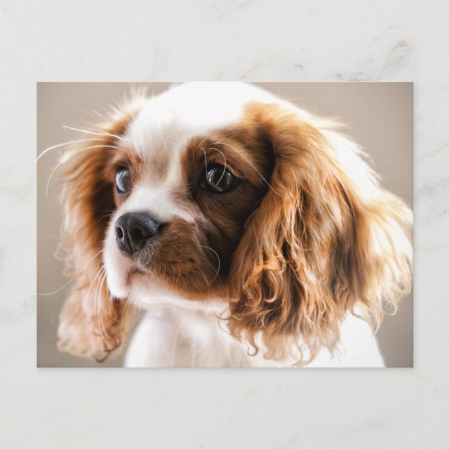 Cavalier King Postcard Postkarte (Vorderseite)