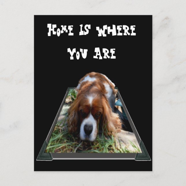 Cavalier Spaniel, Postkarte (Vorderseite)