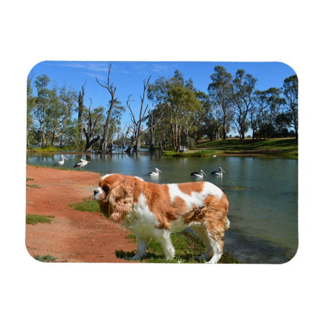 Cavalier Spaniel und Pelikane, Magnet (Horizontal)