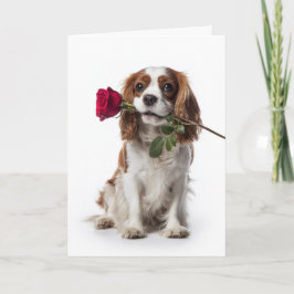 Cavalier Spaniel Valentinstag Karte