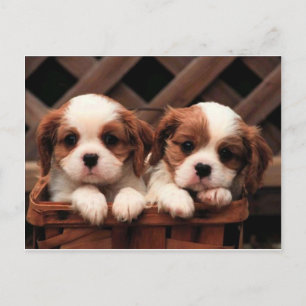 Cavalier Welppies Postkarte