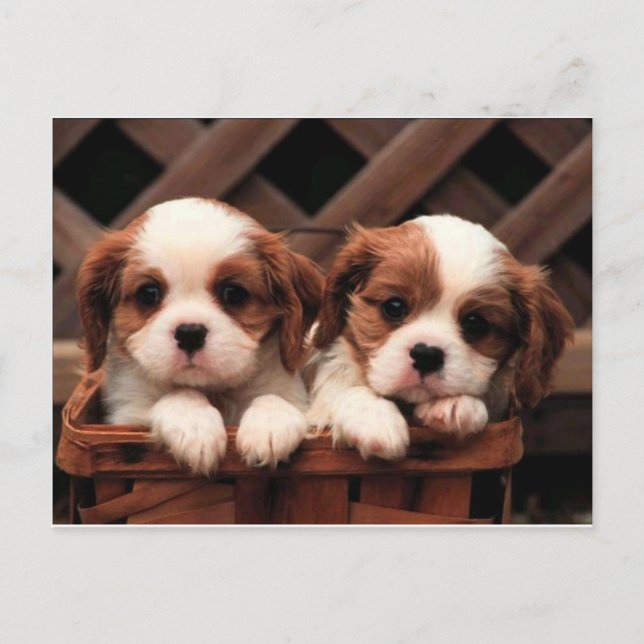 Cavalier Welppies Postkarte (Vorderseite)