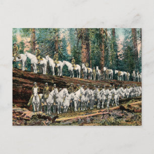 Cavalry Truppe auf Redwood Tree Vintage Postkarte