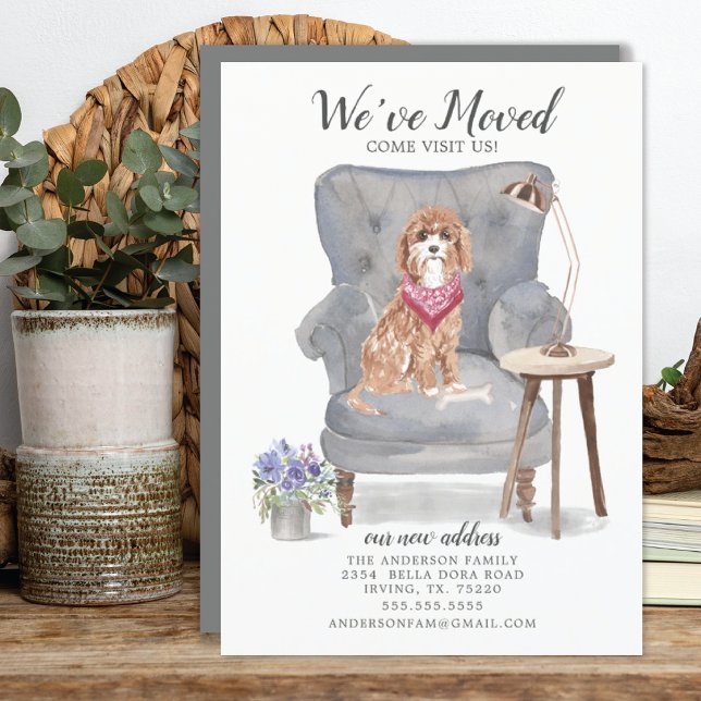 Cavapoo Dog | Ankündigung der Beförderung (Von Creator hochgeladen)