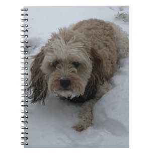 Cavapoo-Notebook Notizblock