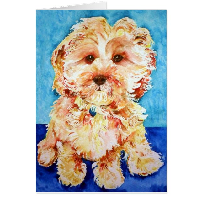 Cavapoo "Ollie". (Vorne)