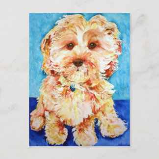 Cavapoo "Ollie". Postkarte