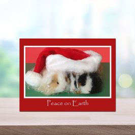 Cavy Christmas Guinea Pig Post Card Feiertagspostkarte