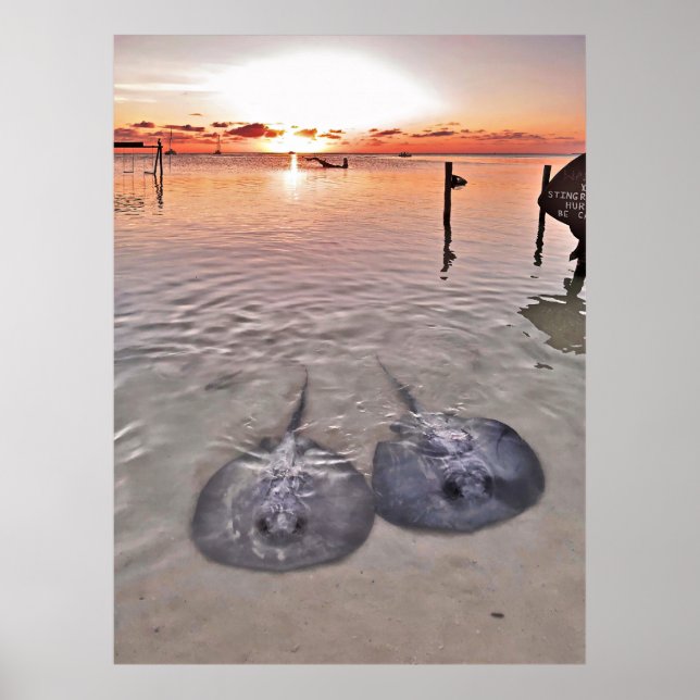 Caye Caulker Stingray Sunset Poster (Vorne)