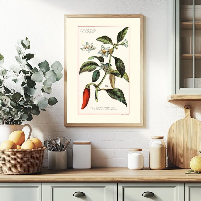 CAYENNE - BOTANISCHE VINTAGE-ILLUSTRATION POSTER (Von Creator hochgeladen)