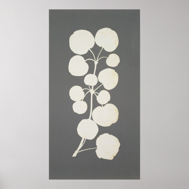 Cayenne Pepper Poster (Vorne)