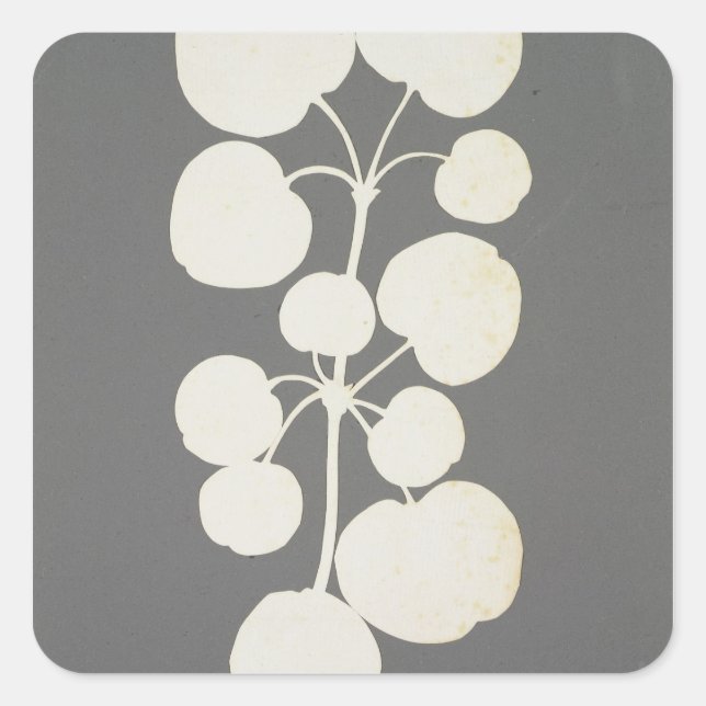 Cayenne Pepper Quadratischer Aufkleber (Vorderseite)