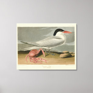 Cayenne (Royal) Tern - Audubons Vögel von Amerika Leinwanddruck