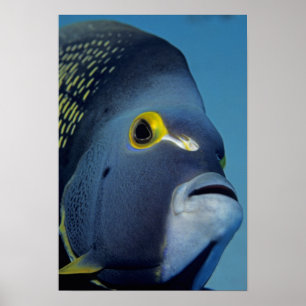 Cayman Islands, French Angelfish Pomacanthus Poster