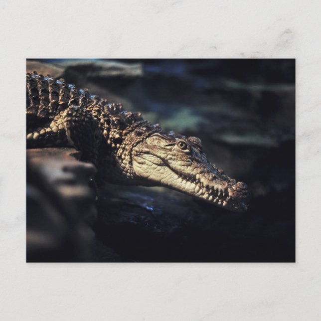 Cayman Krocodile Postkarte (Vorderseite)