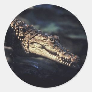 Cayman-Krokodil-Aufkleber Runder Aufkleber