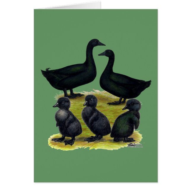 Cayuga Duck Family (Vorne)