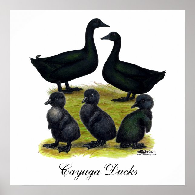 Cayuga Duck Family Poster (Vorne)