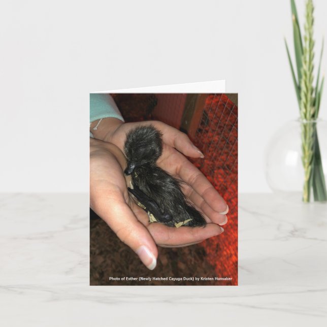 Cayuga Hatchling Karte (Vorderseite)