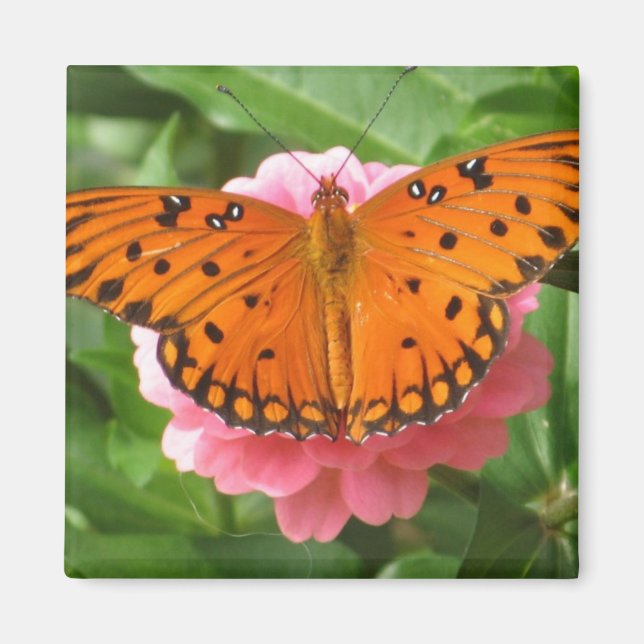 CC-Butterfly Magnet (Vorne)