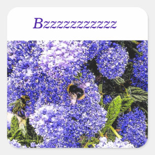 Ceanothus Lilac Blume Bee Quadratischer Aufkleber