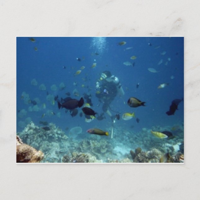 Cebu Diving.jpg Postkarte (Vorderseite)