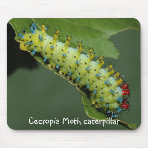 Cecropia-Motten-Raupe Mousepad