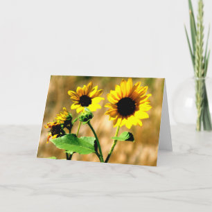 CEDA - SONNENBLUME - LEERE KARTE