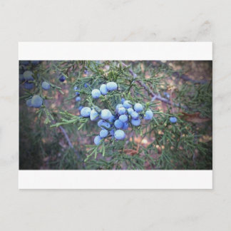 Cedar Berries Postkarte