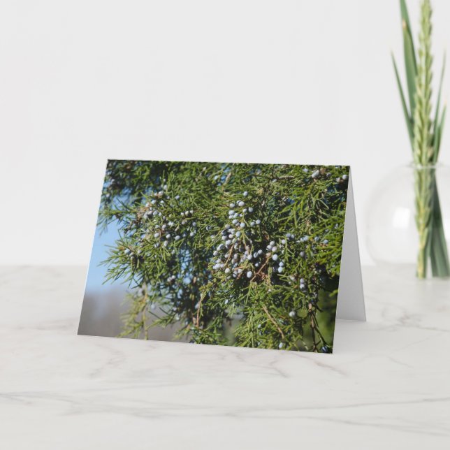 Cedar Berry Christmas Feiertagskarte (Vorderseite)