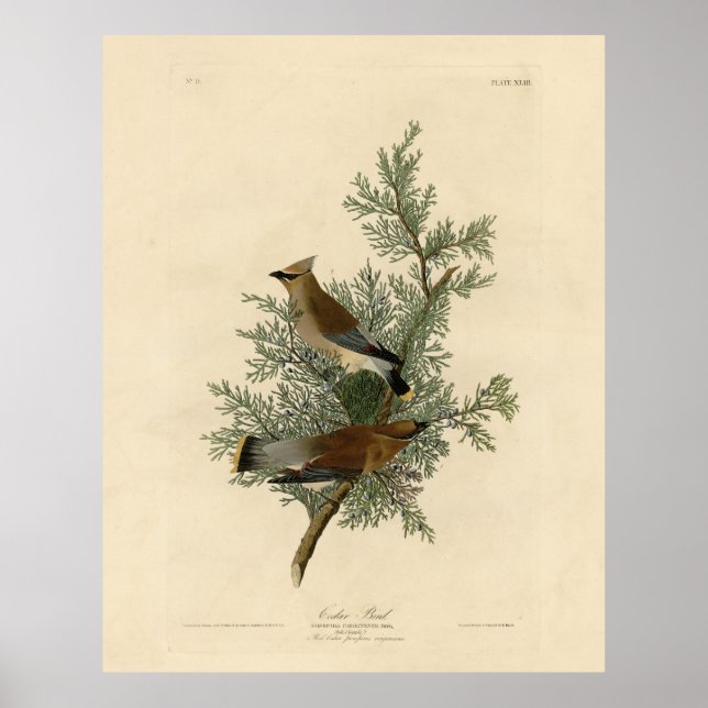 Cedar Bird, Cedar Waxwing Audubon Birds of America Poster (Vorne)