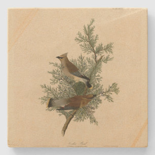 Cedar Bird, Cedar Waxwing Audubon Birds of America Steinuntersetzer