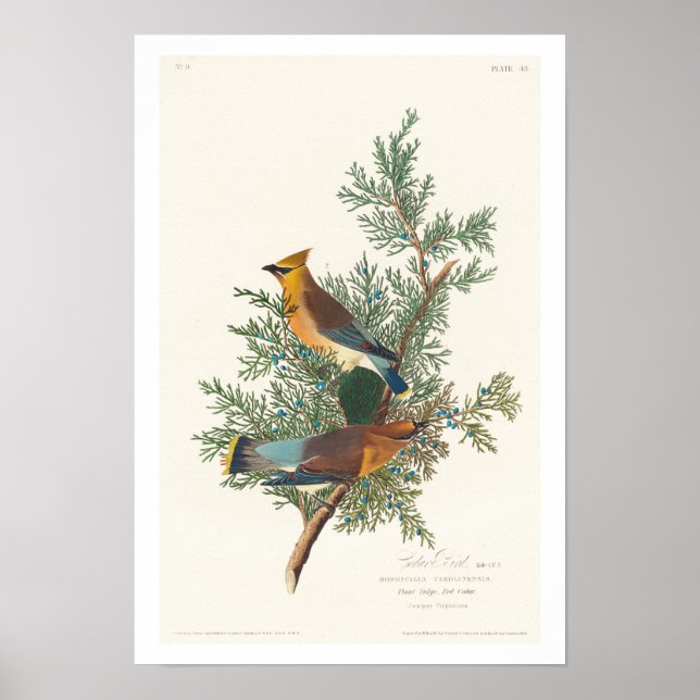 Cedar Bird von Audubon Poster (Vorne)