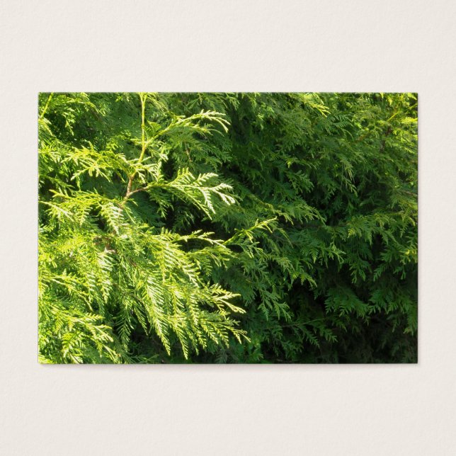 Cedar Hedge (Vorderseite)