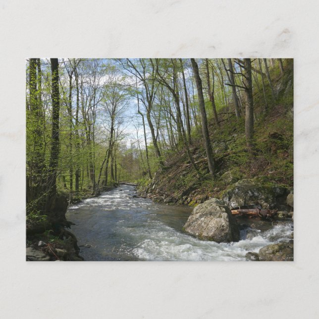 Cedar Run auf dem White Oak Canyon Postkarte (Vorderseite)