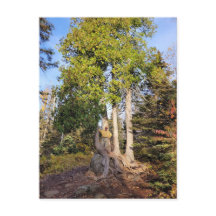 Cedar Throne Tettegouche Minnesota Postkarte